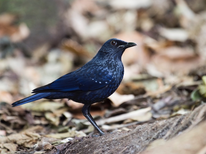 Birds of South East Asia