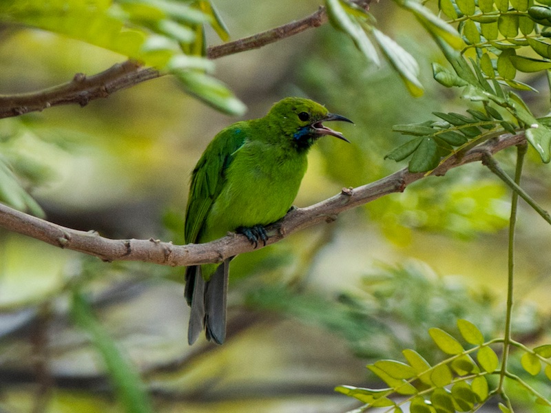 Birds of South East Asia