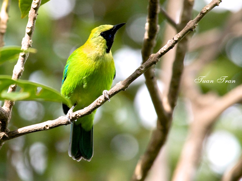 Birds of South East Asia