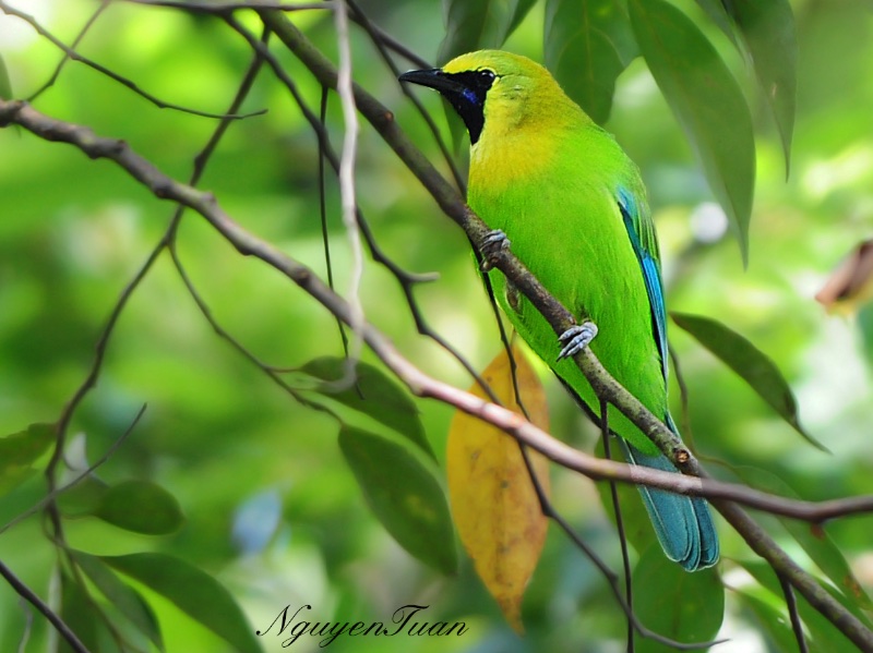 Birds of South East Asia