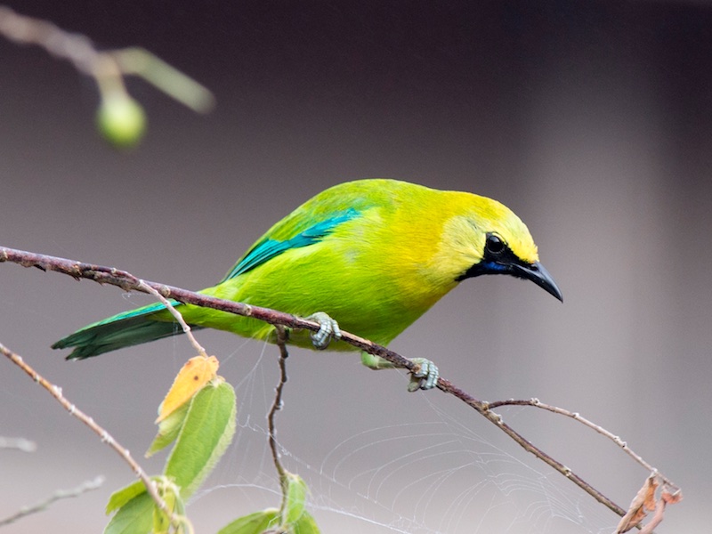 Birds of South East Asia
