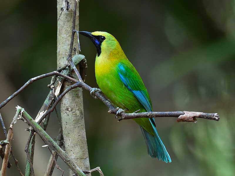 Birds of South East Asia