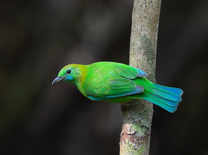 Birds of South East Asia