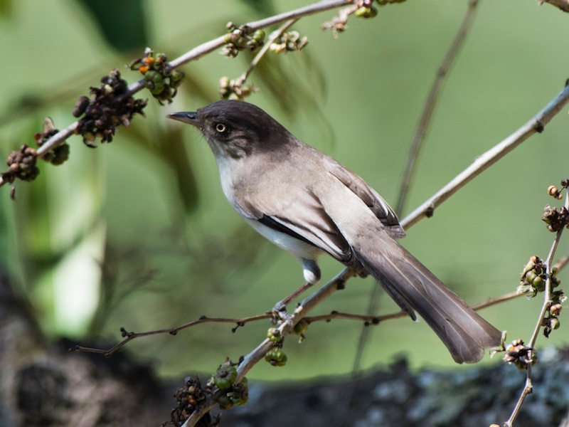Birds of South East Asia