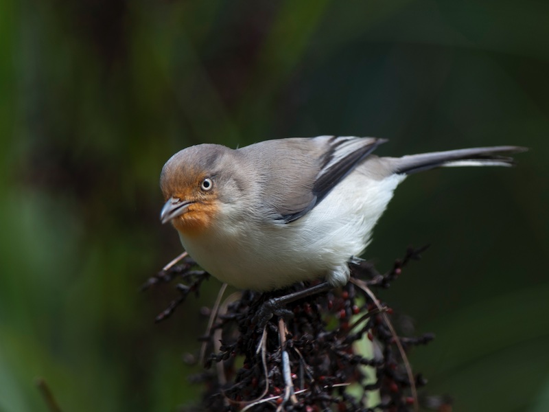 Birds of South East Asia