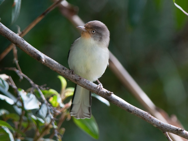Birds of South East Asia