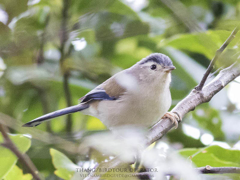 Birds of South East Asia