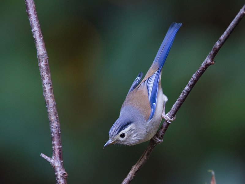 Birds of South East Asia