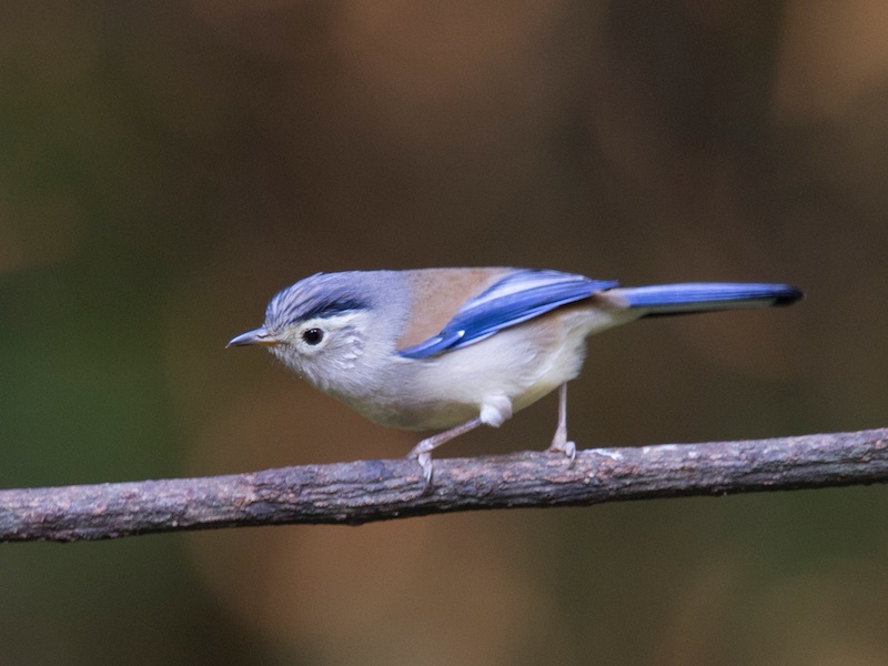 Birds of South East Asia