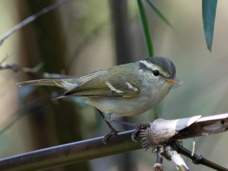Birds of South East Asia