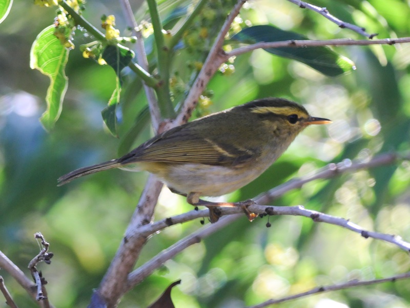 Birds of South East Asia