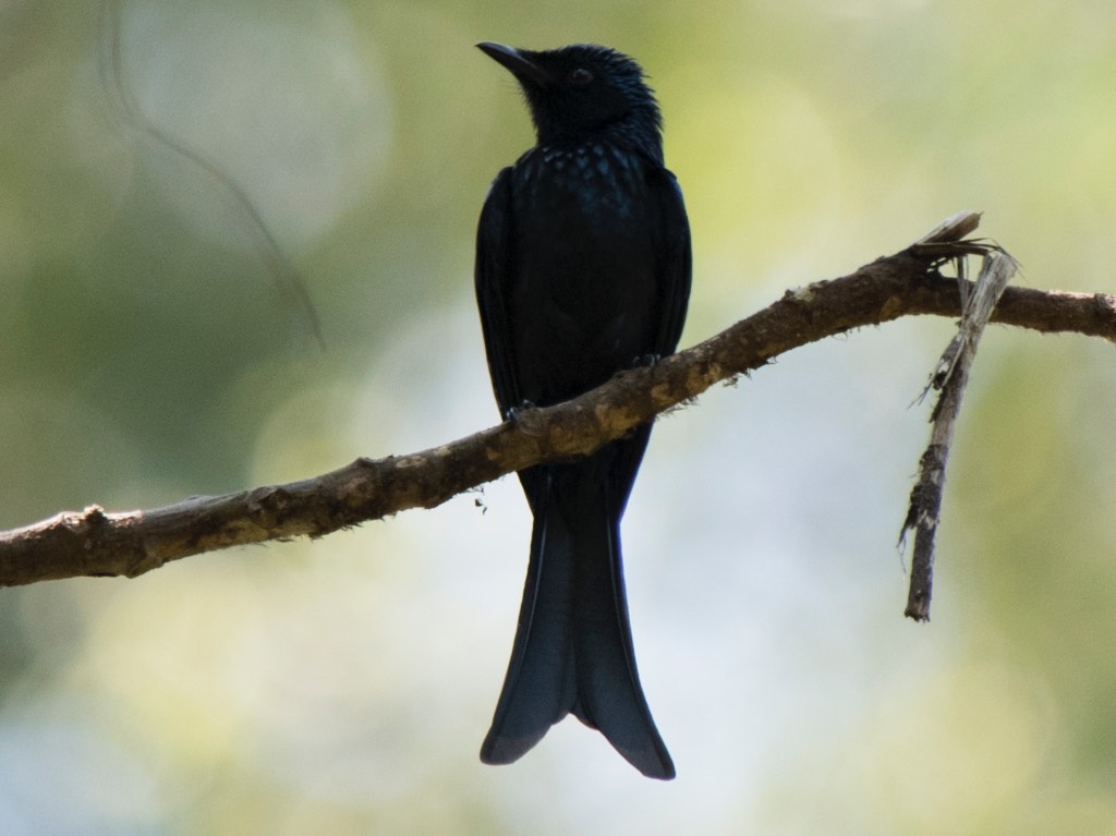 Birds of South East Asia