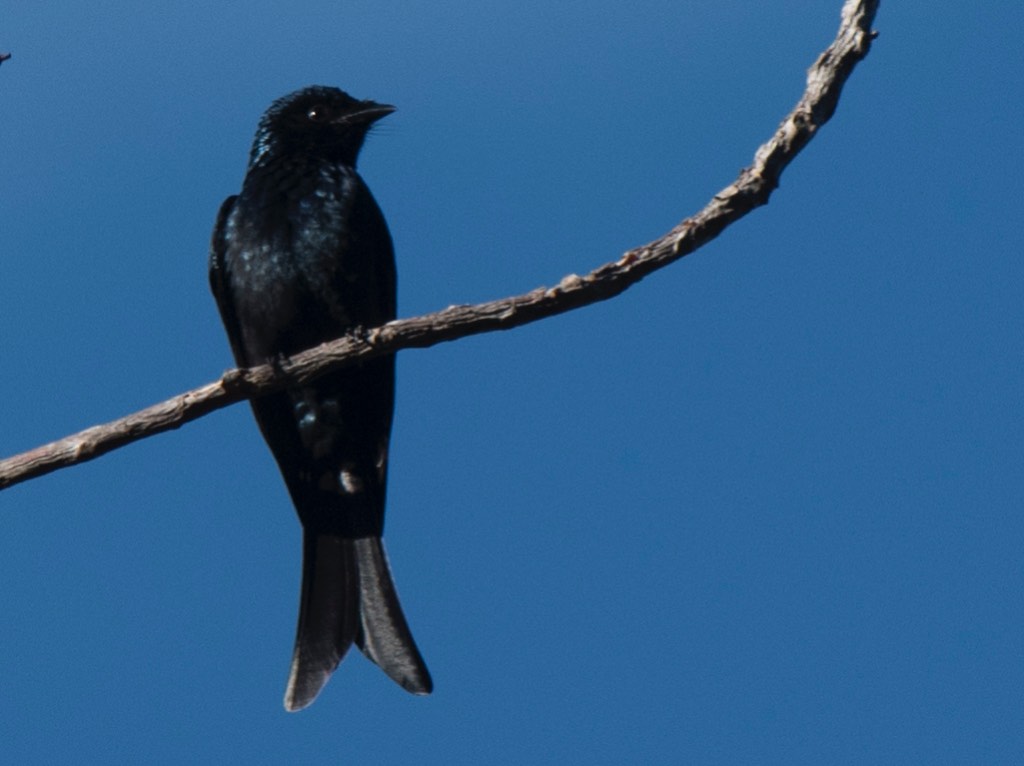 Birds of South East Asia