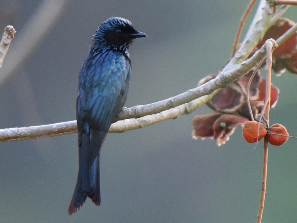 Birds of South East Asia
