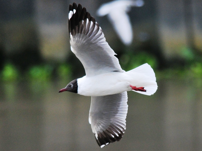 Birds of South East Asia