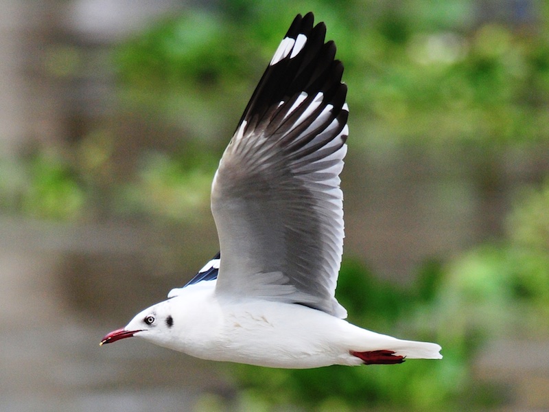 Birds of South East Asia
