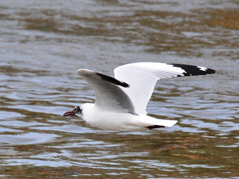 Birds of South East Asia
