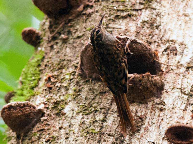 Birds of South East Asia