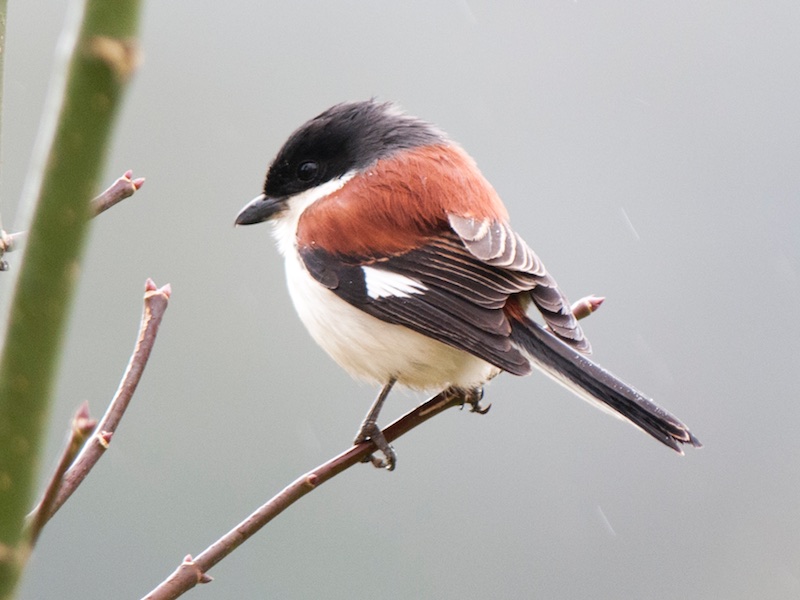 Birds of South East Asia