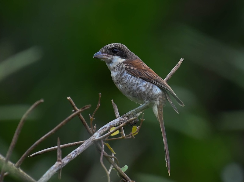Birds of South East Asia