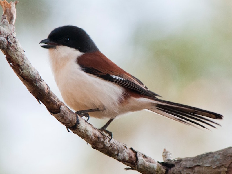 Birds of South East Asia