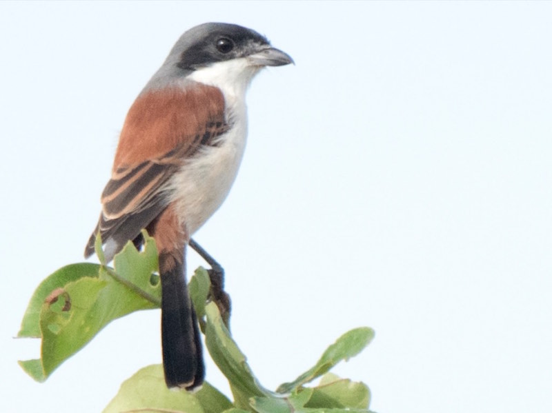 Birds of South East Asia