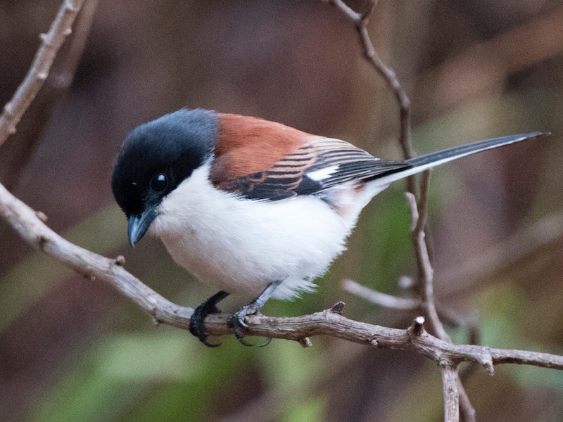 Birds of South East Asia