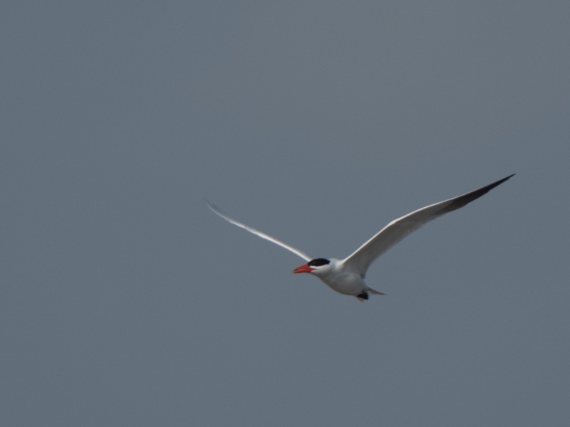 Birds of South East Asia