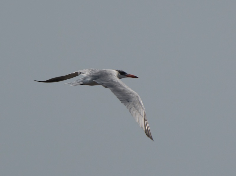 Birds of South East Asia