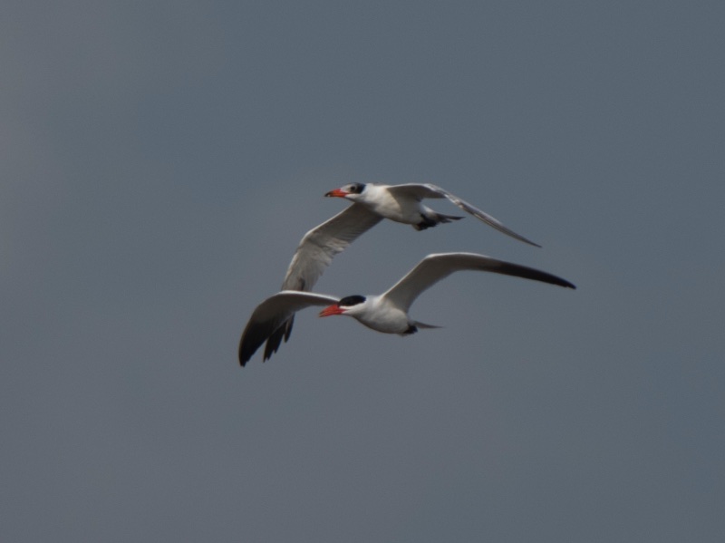 Birds of South East Asia