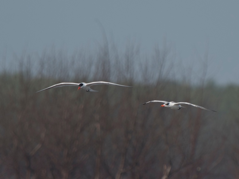 Birds of South East Asia