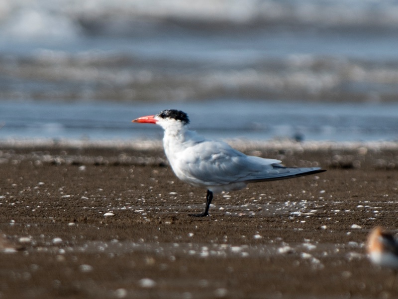 Birds of South East Asia