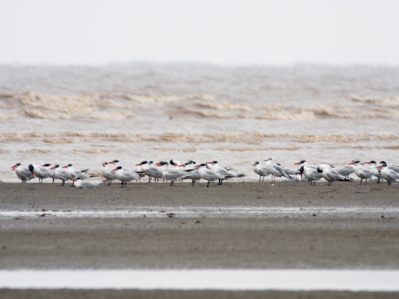 Birds of South East Asia