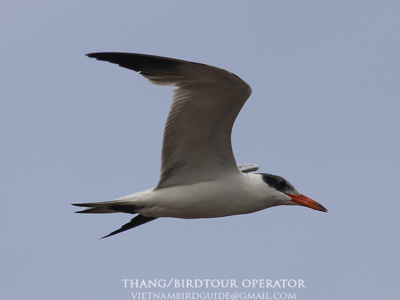 Birds of South East Asia