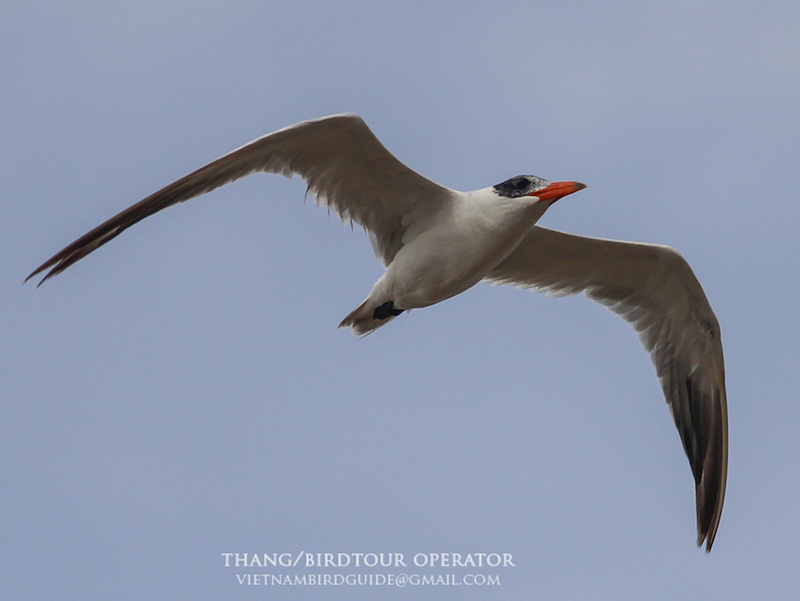 Birds of South East Asia