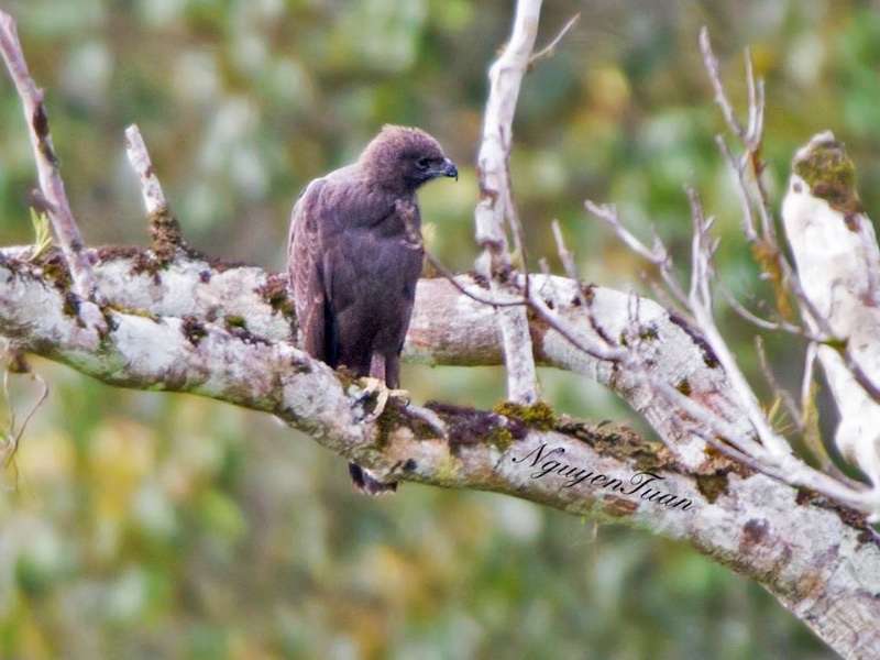 Birds of South East Asia