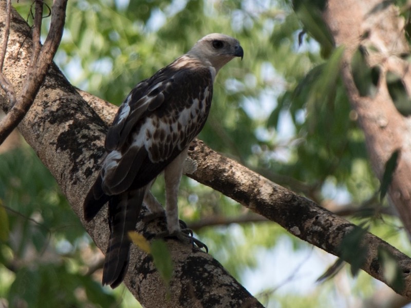 Birds of South East Asia