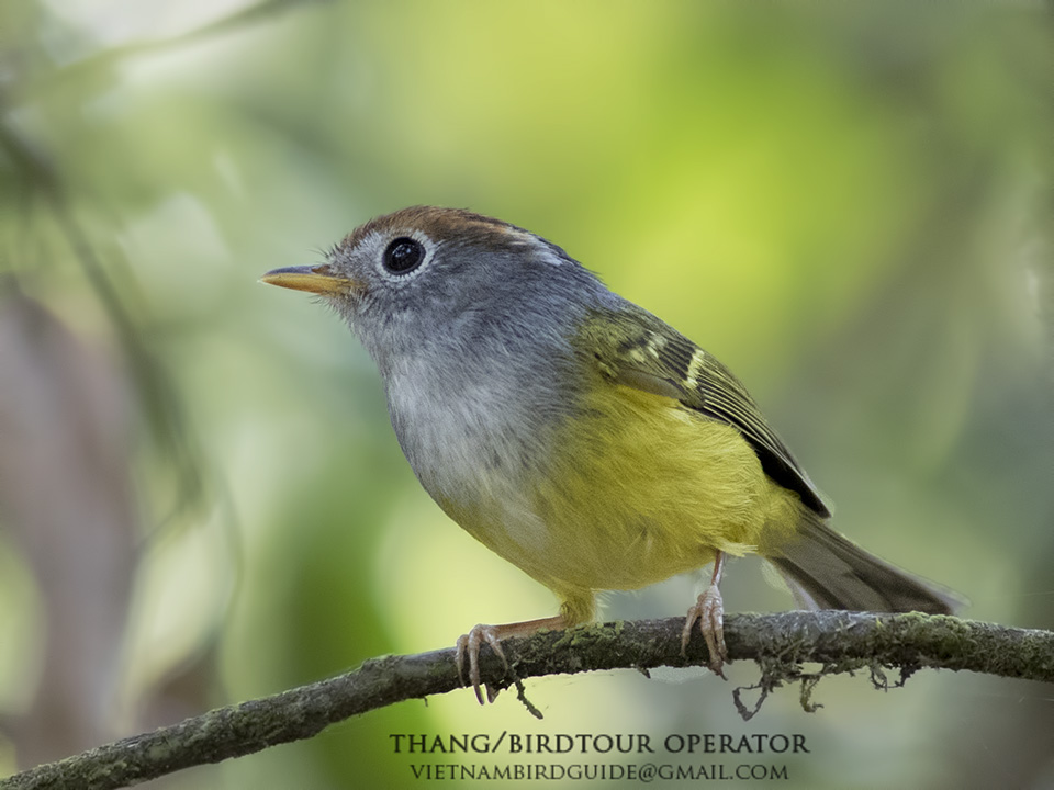 Birds of South East Asia