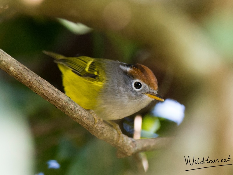 Birds of South East Asia