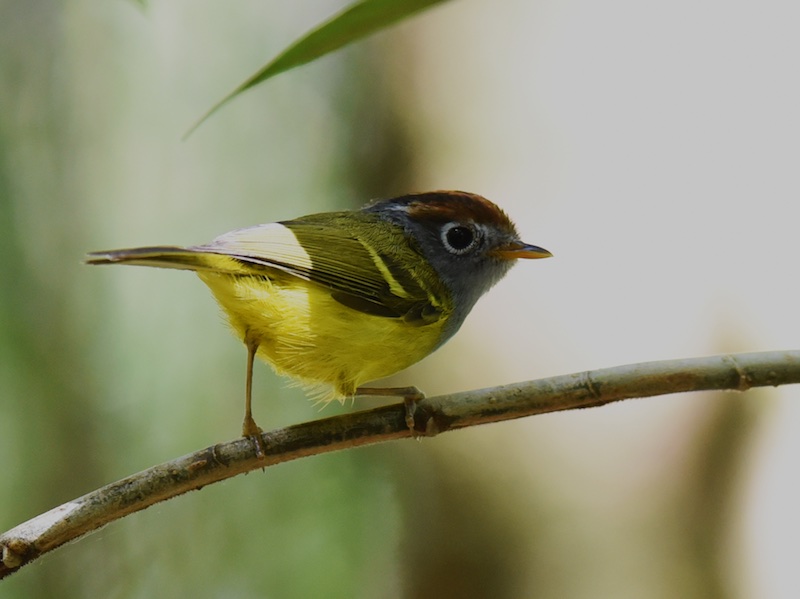 Birds of South East Asia