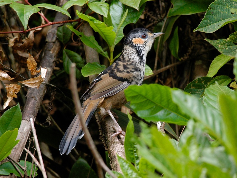 Birds of South East Asia
