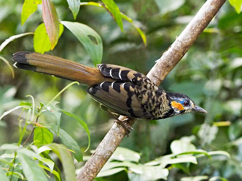 Birds of South East Asia