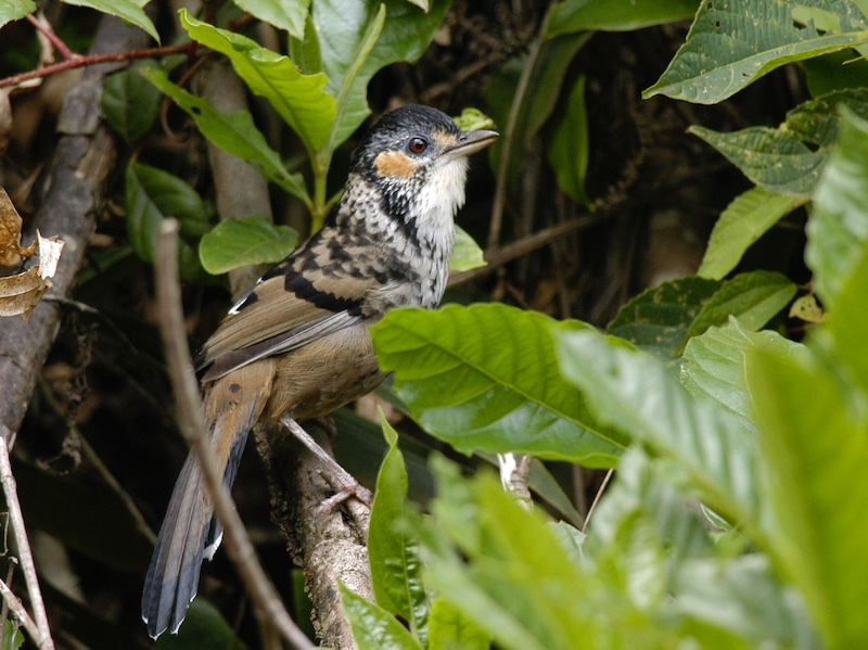 Birds of South East Asia