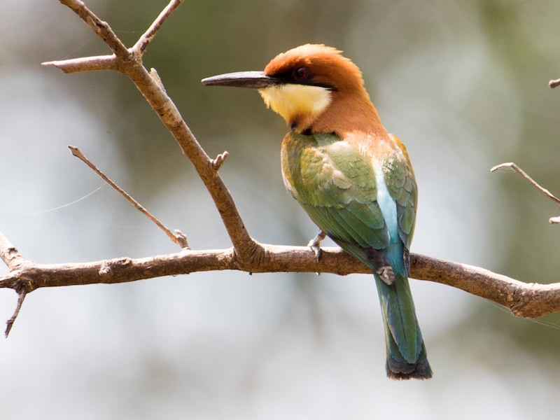 Birds of South East Asia