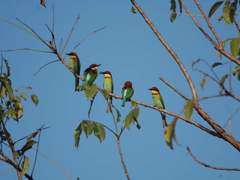 Birds of South East Asia