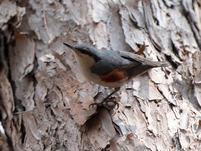 Birds of South East Asia