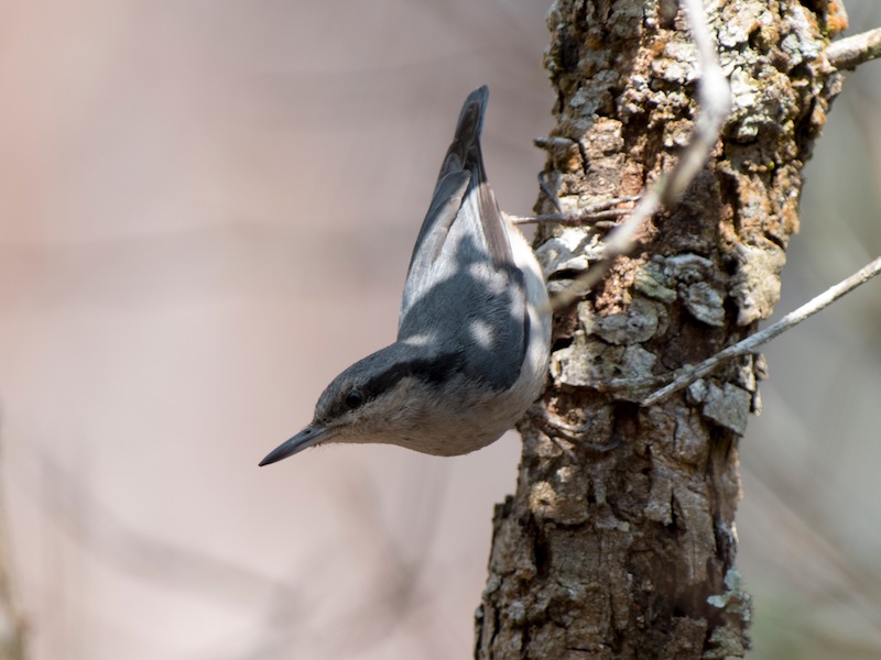 Birds of South East Asia