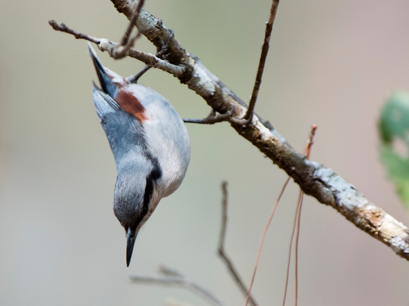 Birds of South East Asia