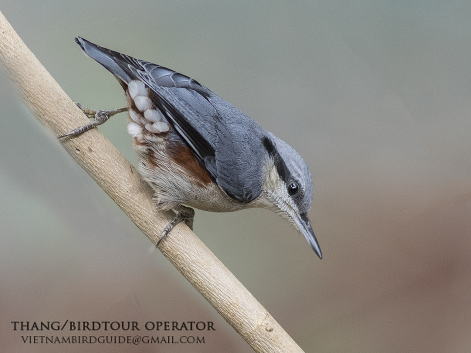 Birds of South East Asia