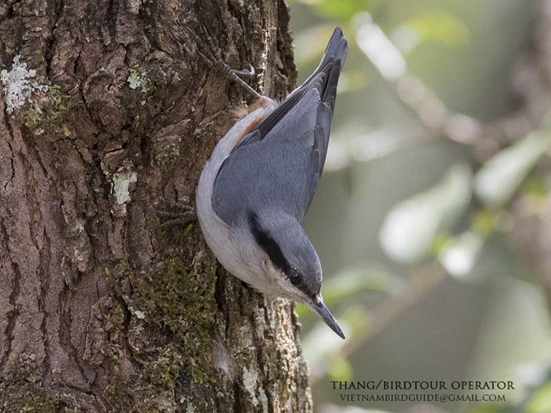 Birds of South East Asia